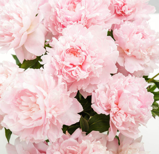 The Benefits of Rose Water for the Face. Rose of Damascus (Rosa Damascena) - ENDLESS PURE