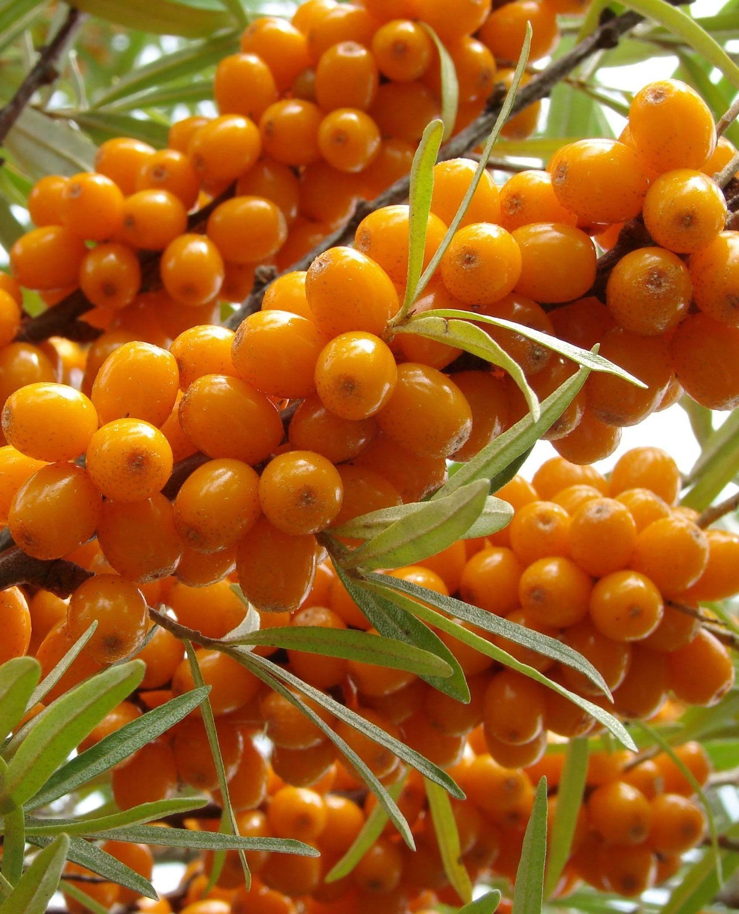 Oil-To-Milk Cleanser - ENDLESS PURE