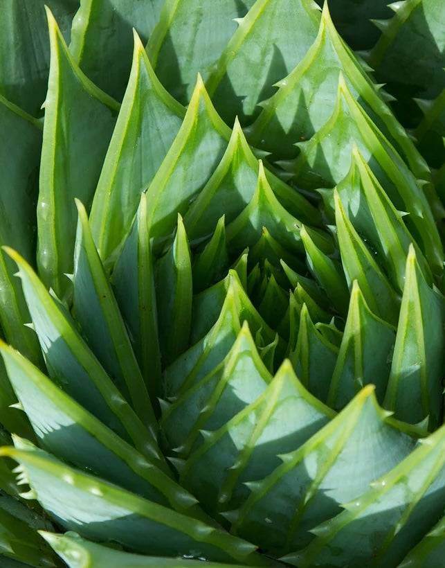 Clarifying Foaming Gel - ENDLESS PURE