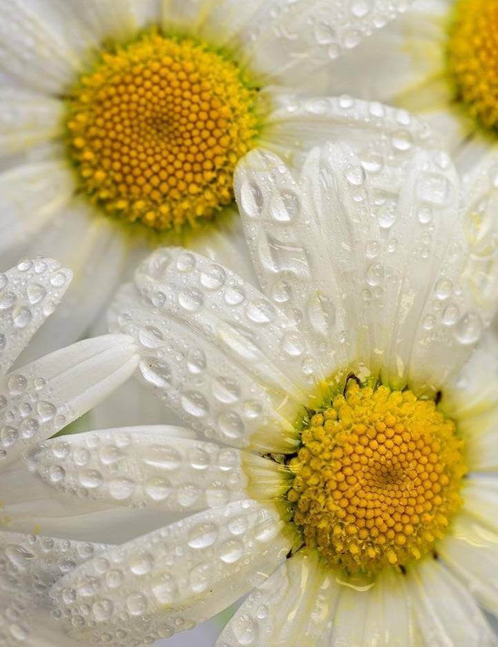 PH-balancing Hydrating Toner - ENDLESS PURE