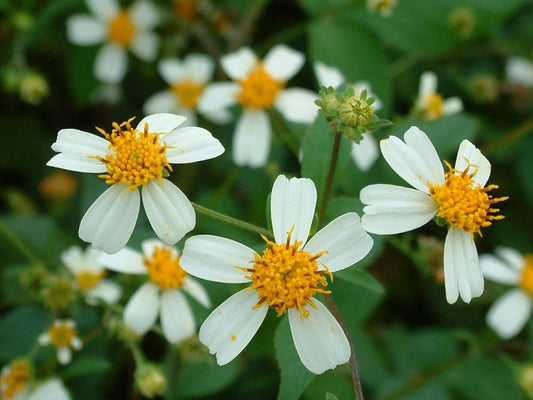 Natural Alternative to Retinol: What Is Bidens Pilosa and How It Works