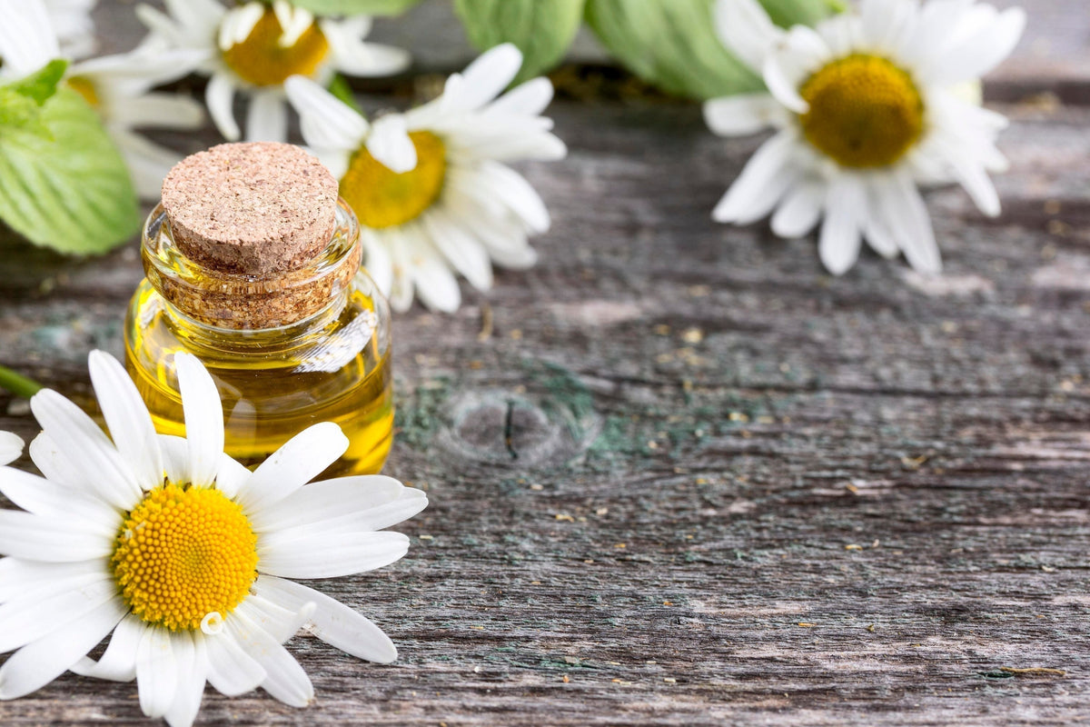 Chamomile flowers beside a small corked bottle of golden oil on wood